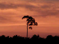 Tree Sunset (Koh Lipe)